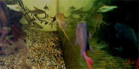 A red tail shark and gorami's